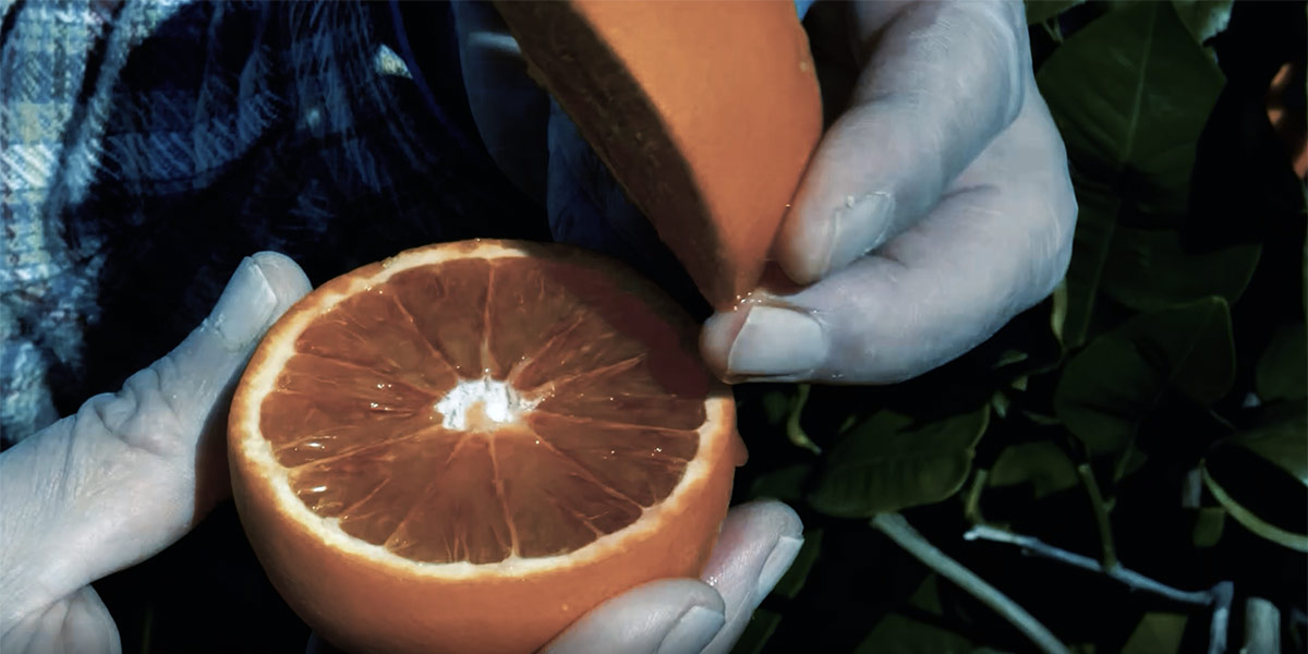 Comunicare bene per aumentare il valore delle Dop e Igp ortofrutticole